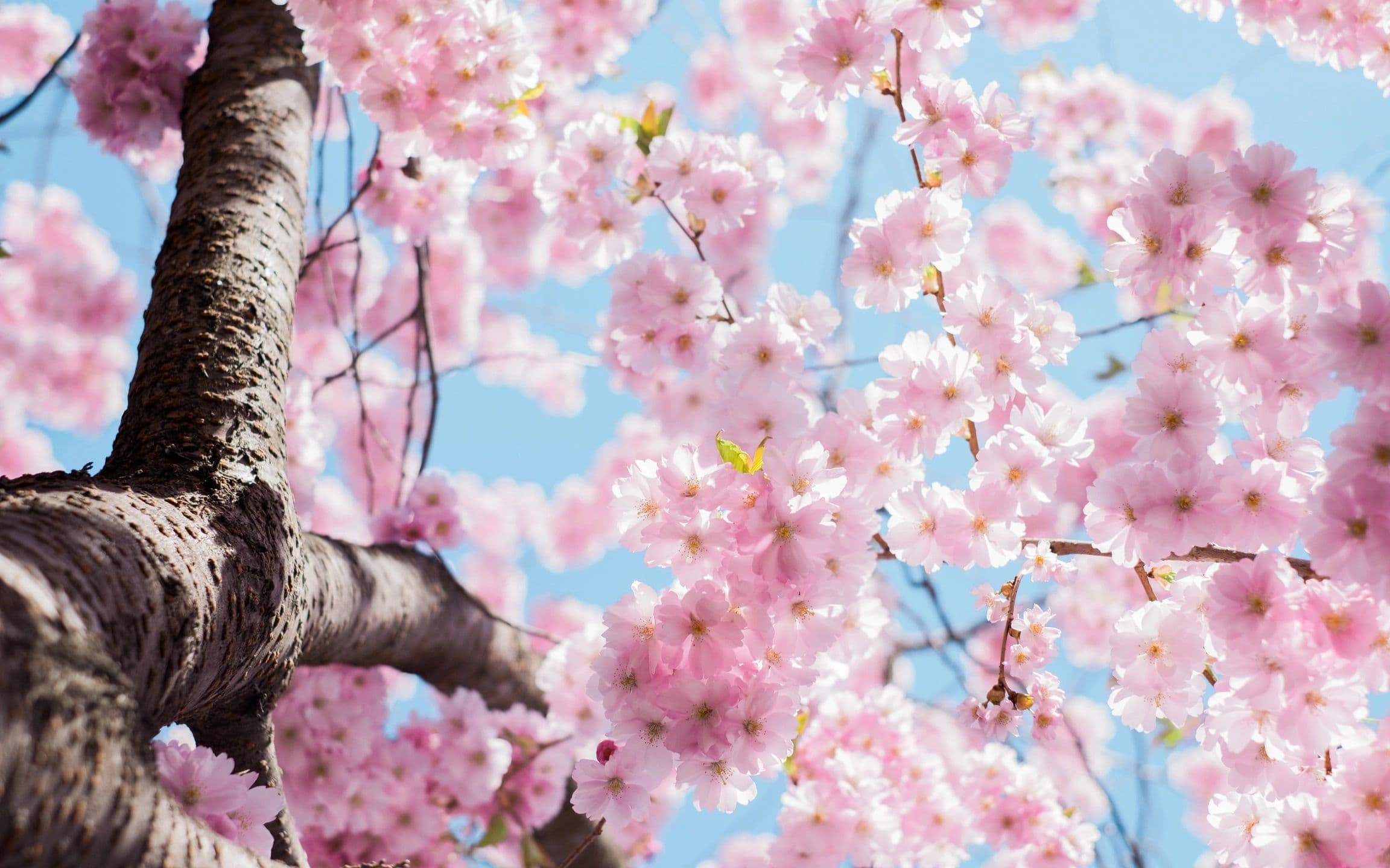 Cherry blossoms in bloom