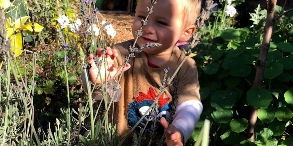 Child touching lavender in garden